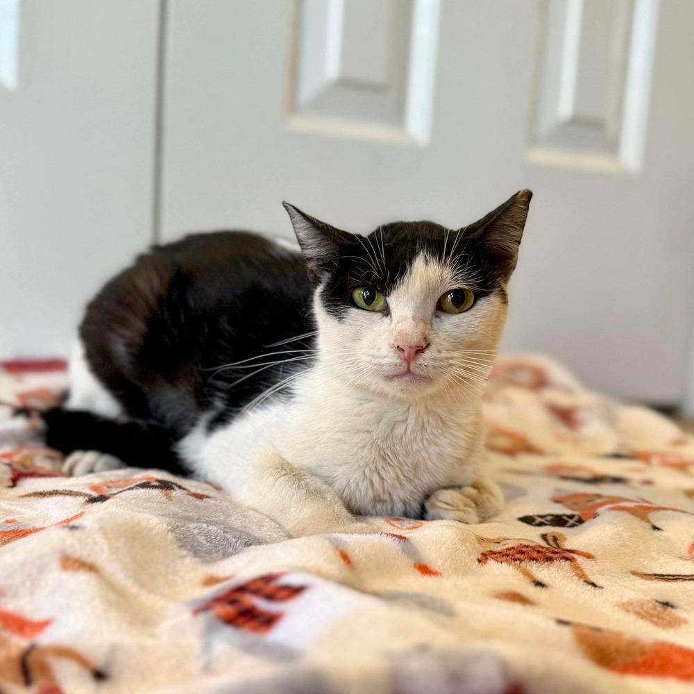 Enlarge Alice, a Adoptable Domestic Short Hair in Raleigh, NC image 3/6