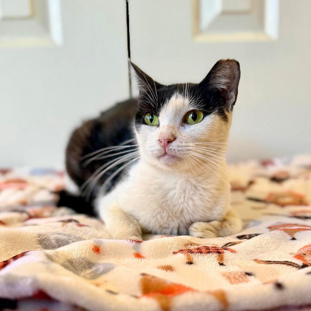 Enlarge Alice, a Adoptable Domestic Short Hair in Raleigh, NC image 4/6