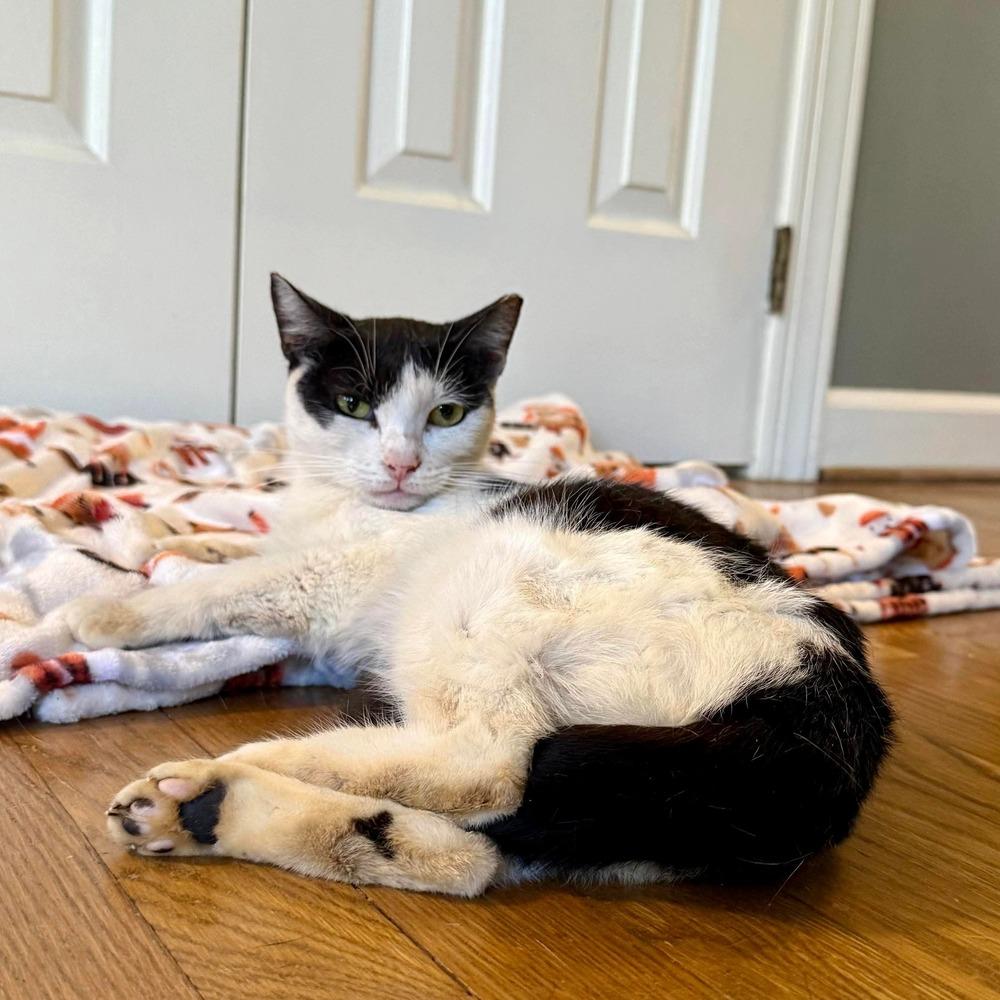 Enlarge Alice, a Adoptable Domestic Short Hair in Raleigh, NC image 5/6