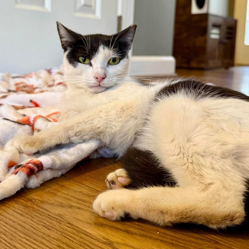 Enlarge Alice, a Adoptable Domestic Short Hair in Raleigh, NC image 6/6