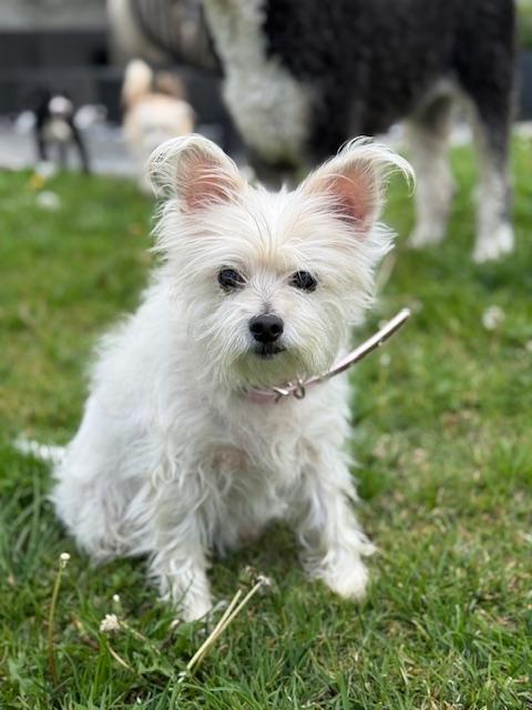 Winnie, a Adoptable mixed breed in Torrance, CA image 1/6