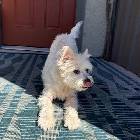 Winnie, a Adoptable mixed breed in Torrance, CA image 2/6