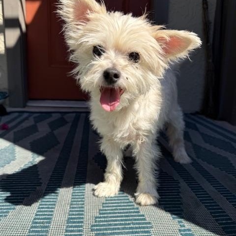 Winnie, a Adoptable mixed breed in Torrance, CA image 3/6