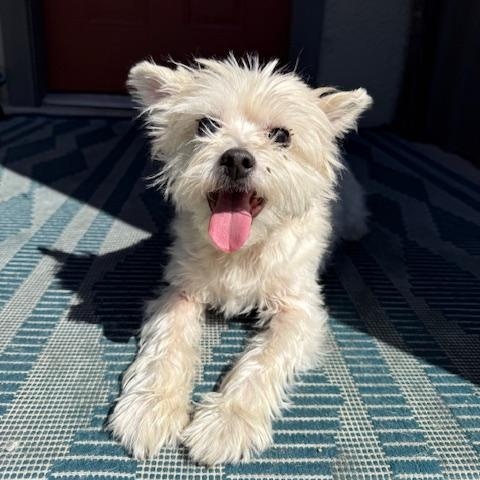 Winnie, a Adoptable mixed breed in Torrance, CA image 4/6