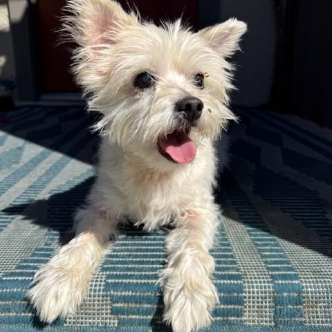 Winnie, a Adoptable mixed breed in Torrance, CA image 5/6