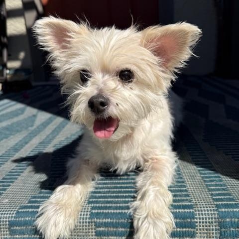 Winnie, a Adoptable mixed breed in Torrance, CA image 6/6
