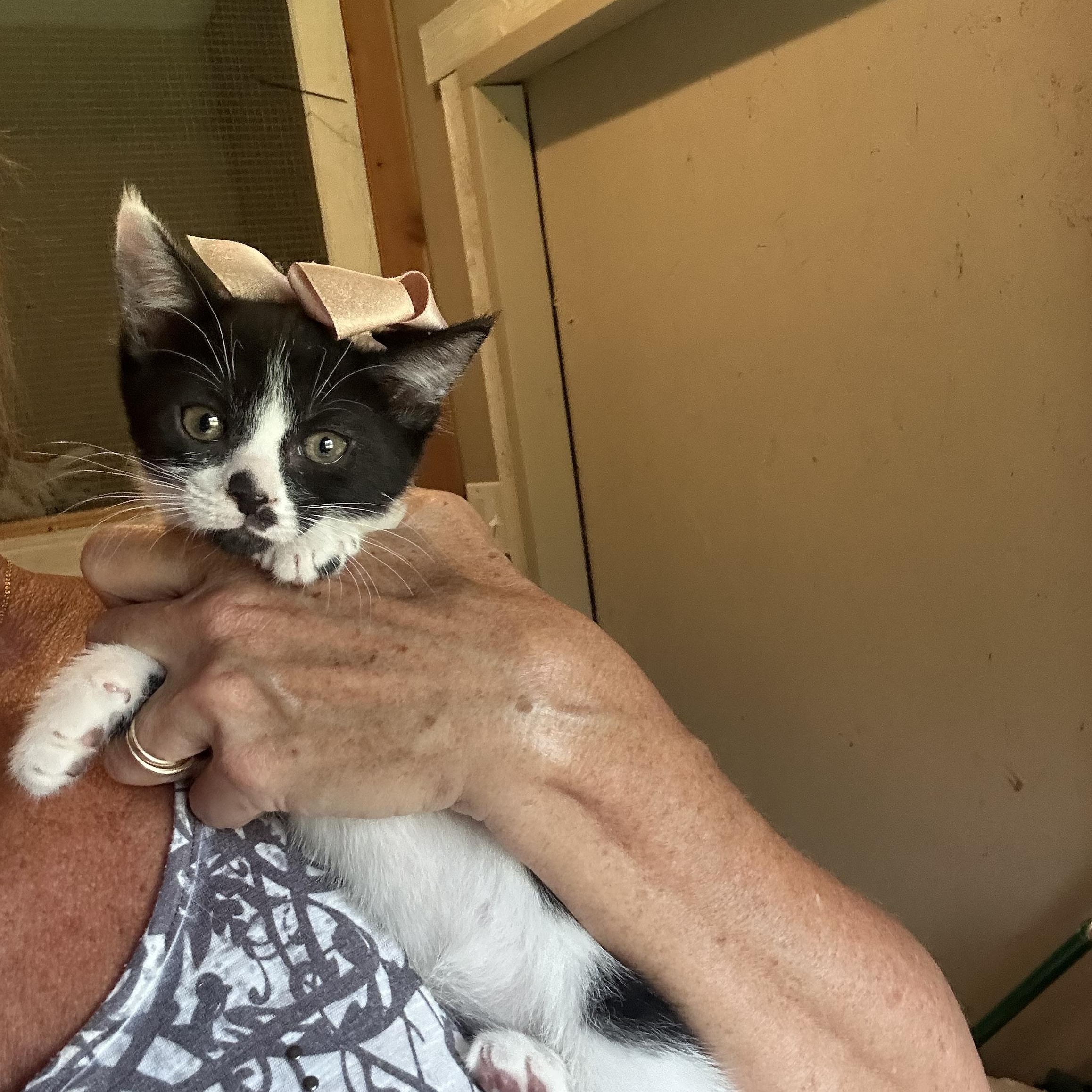 Enlarge Cricket & Cleo, a ADOPTABLE Domestic Short Hair in Bradenton, FL image 3/6