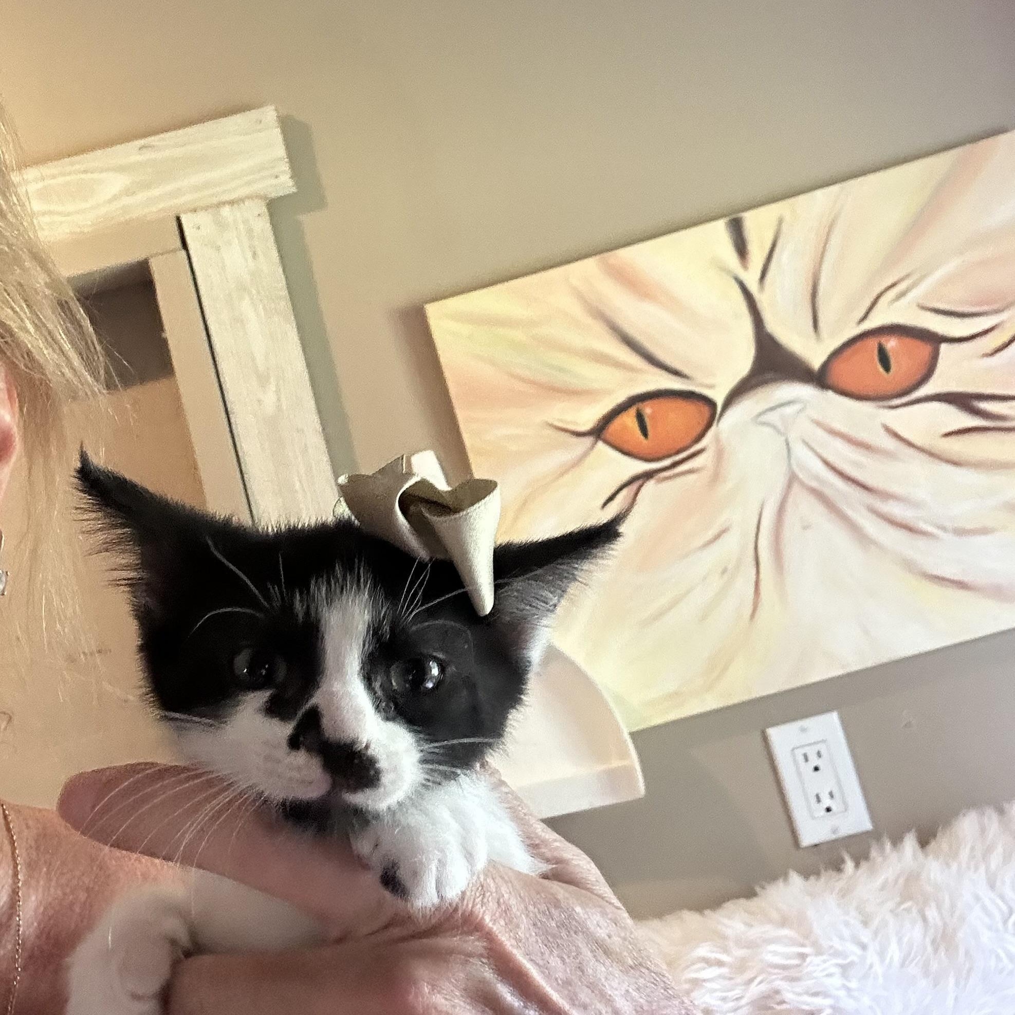 Enlarge Cricket & Cleo, a ADOPTABLE Domestic Short Hair in Bradenton, FL image 6/6