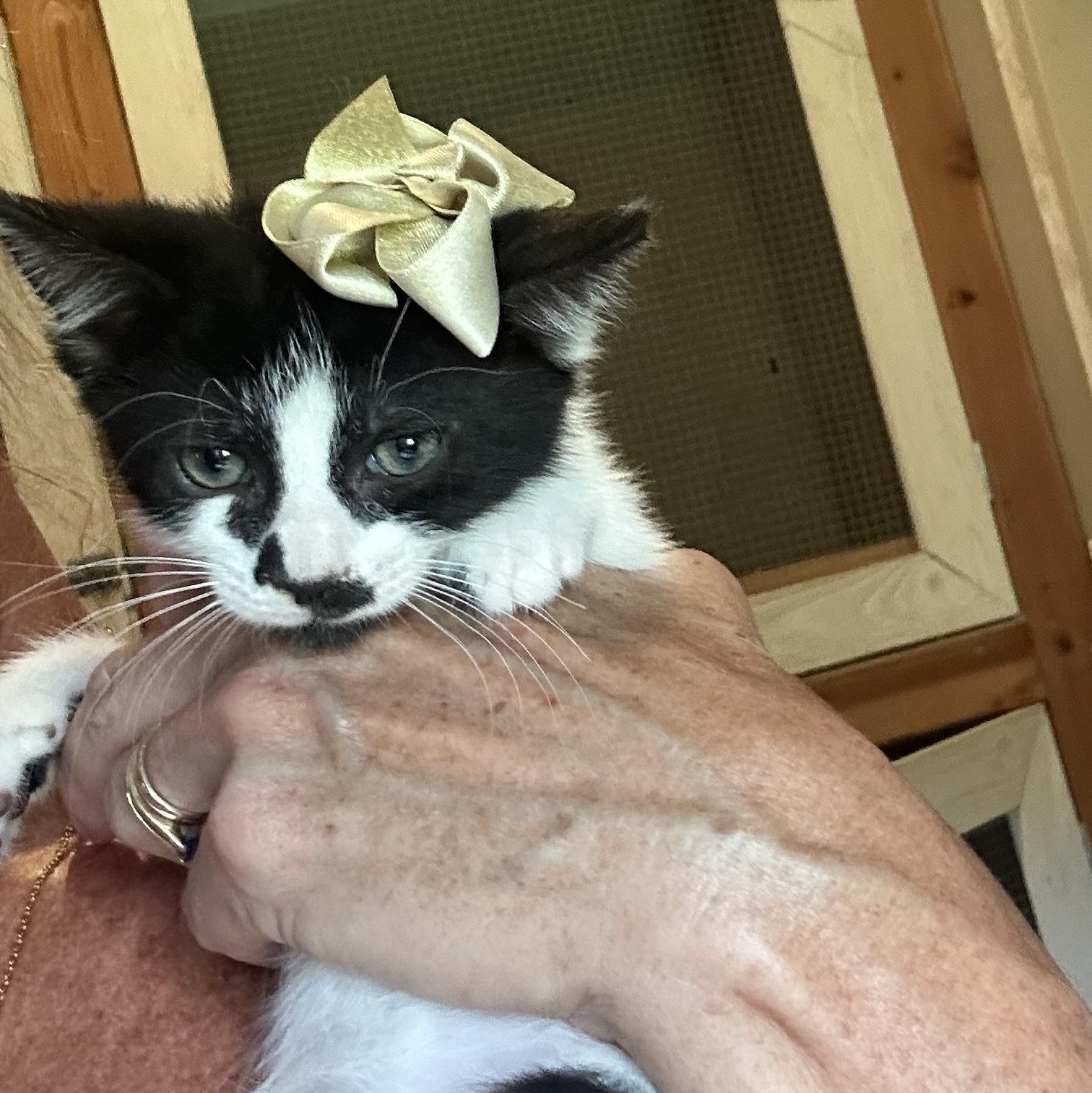 Enlarge Cricket & Cleo, a ADOPTABLE Domestic Short Hair in Bradenton, FL image 4/6