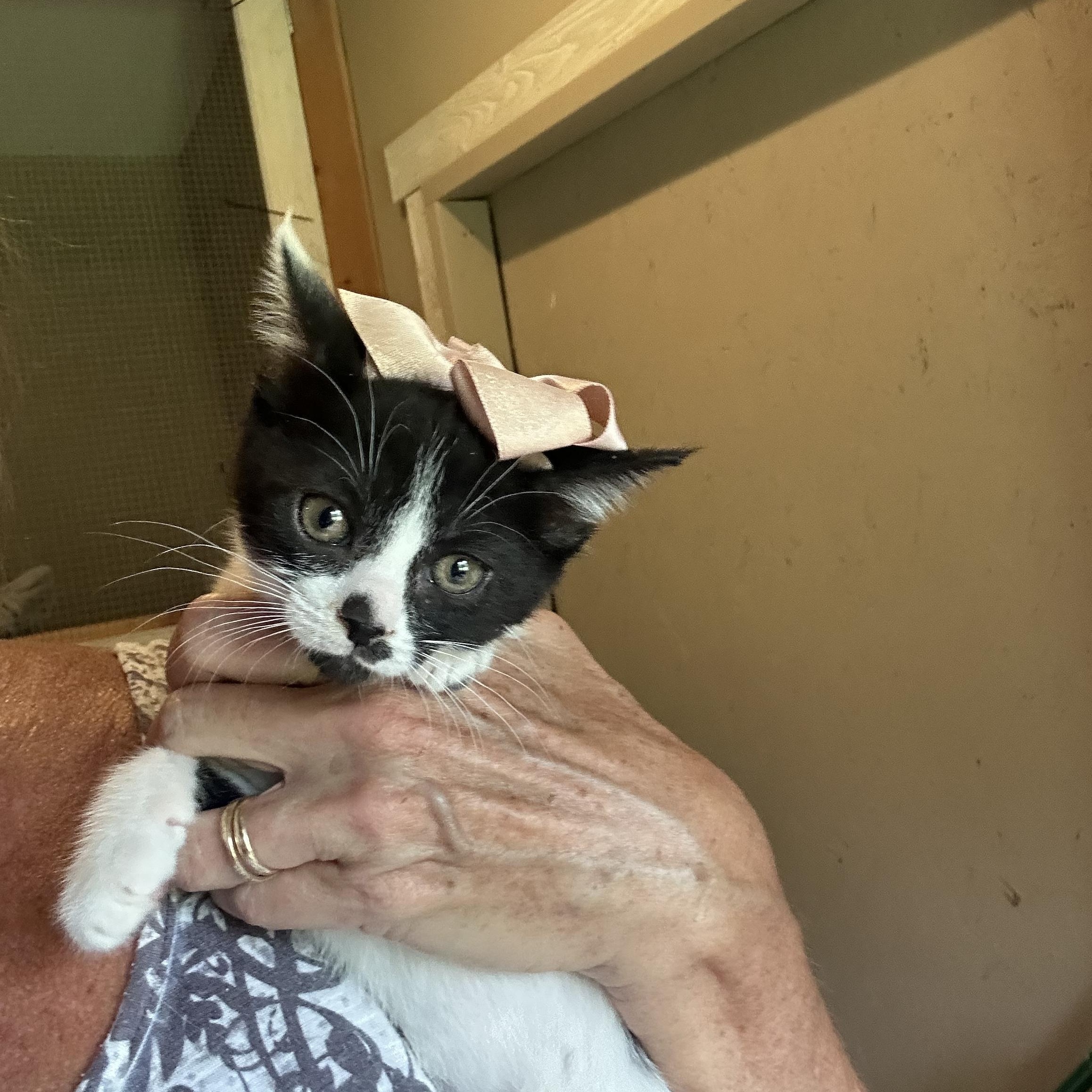 Enlarge Cricket & Cleo, a ADOPTABLE Domestic Short Hair in Bradenton, FL image 5/6