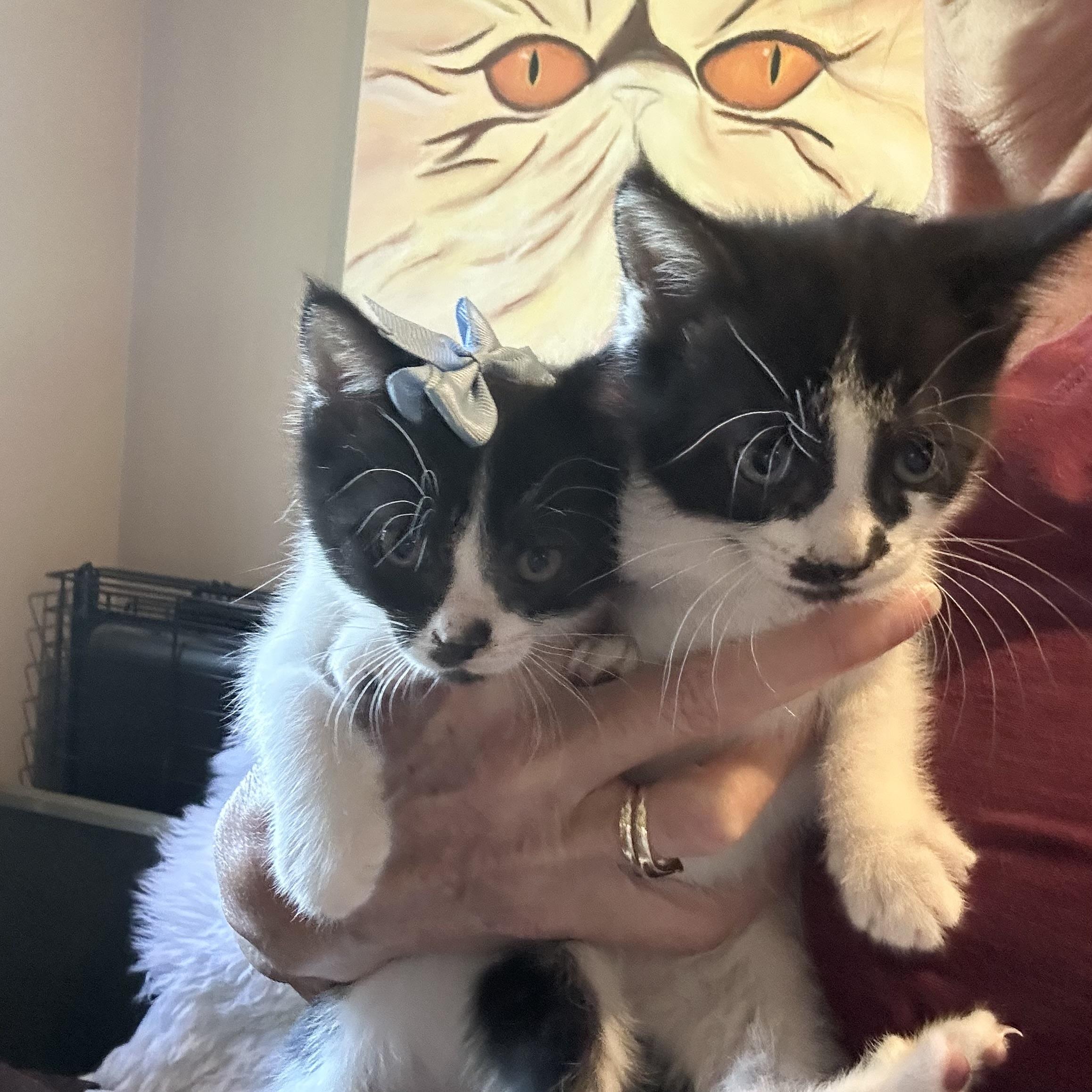 Cricket & Cleo, ADOPTABLE, Kitten Female Domestic Short Hair.