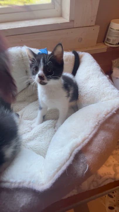 Enlarge Cricket & Cleo, a ADOPTABLE Domestic Short Hair in Bradenton, FL video 2/6
