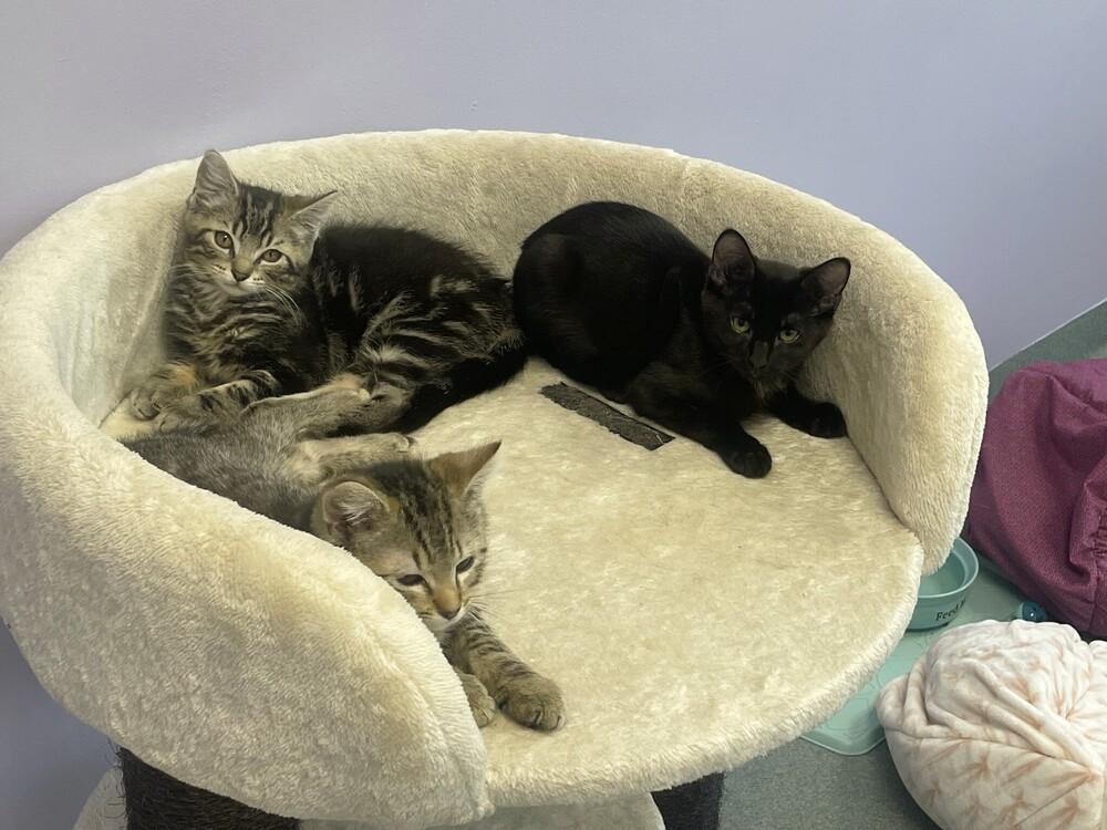Avery, Adoptable, Kitten Female Domestic Short Hair.