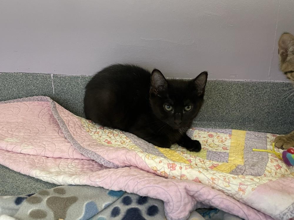 Enlarge Avery, a Adoptable Domestic Short Hair in Trenton, ME image 3/4
