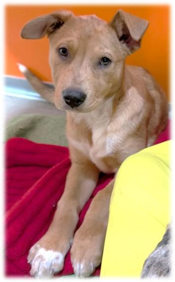 Enlarge GYPSY, a Adoptable mixed breed in Frisco, CO image 1/1