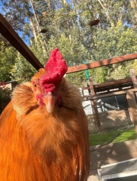Enlarge BREAD, a Adoptable Chicken in Santa Cruz, CA image 1/1