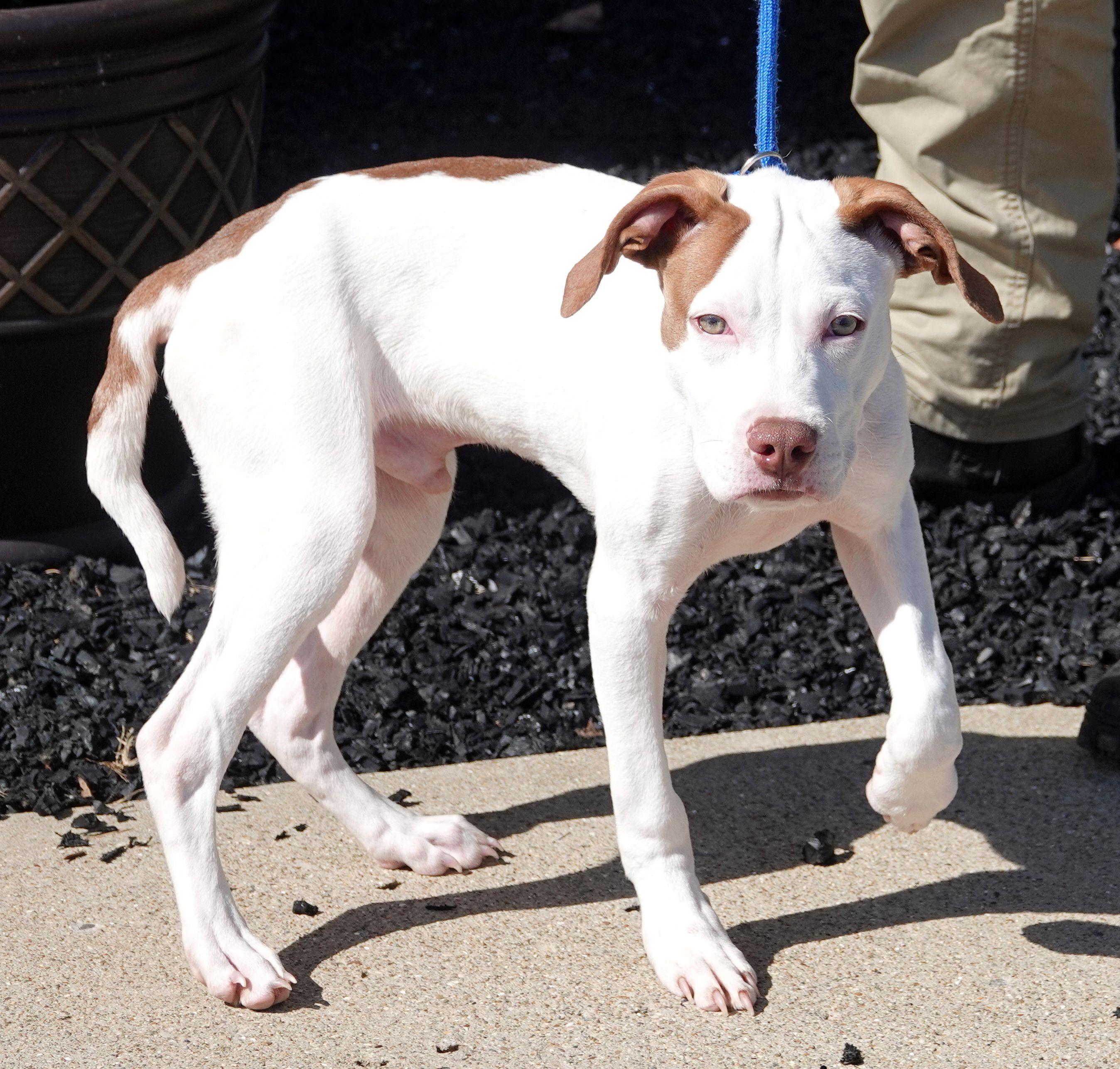 Enlarge Kink, a Adoptable mixed breed in Millfield, OH image 3/3