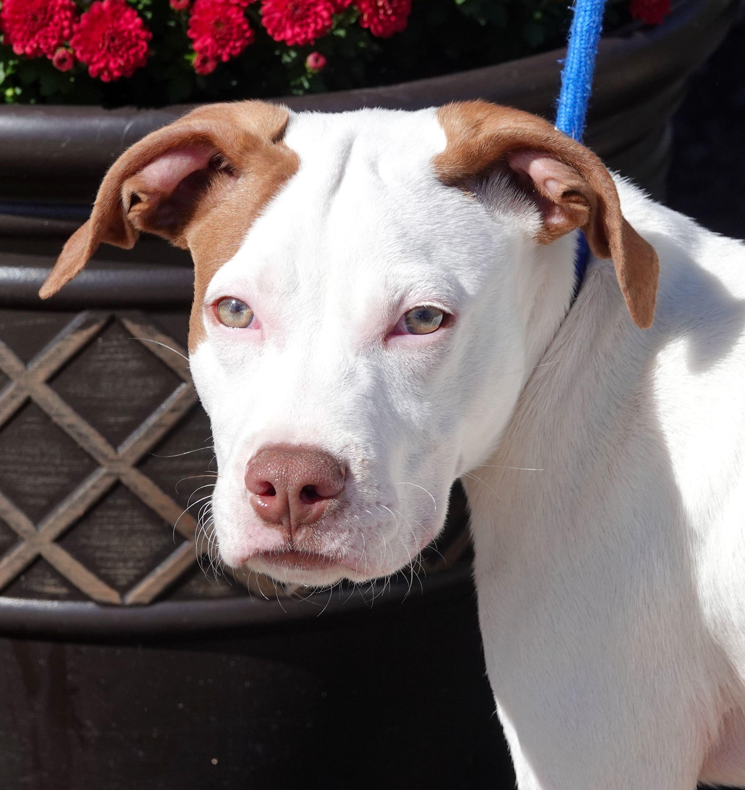 Enlarge Kink, a Adoptable mixed breed in Millfield, OH image 1/3