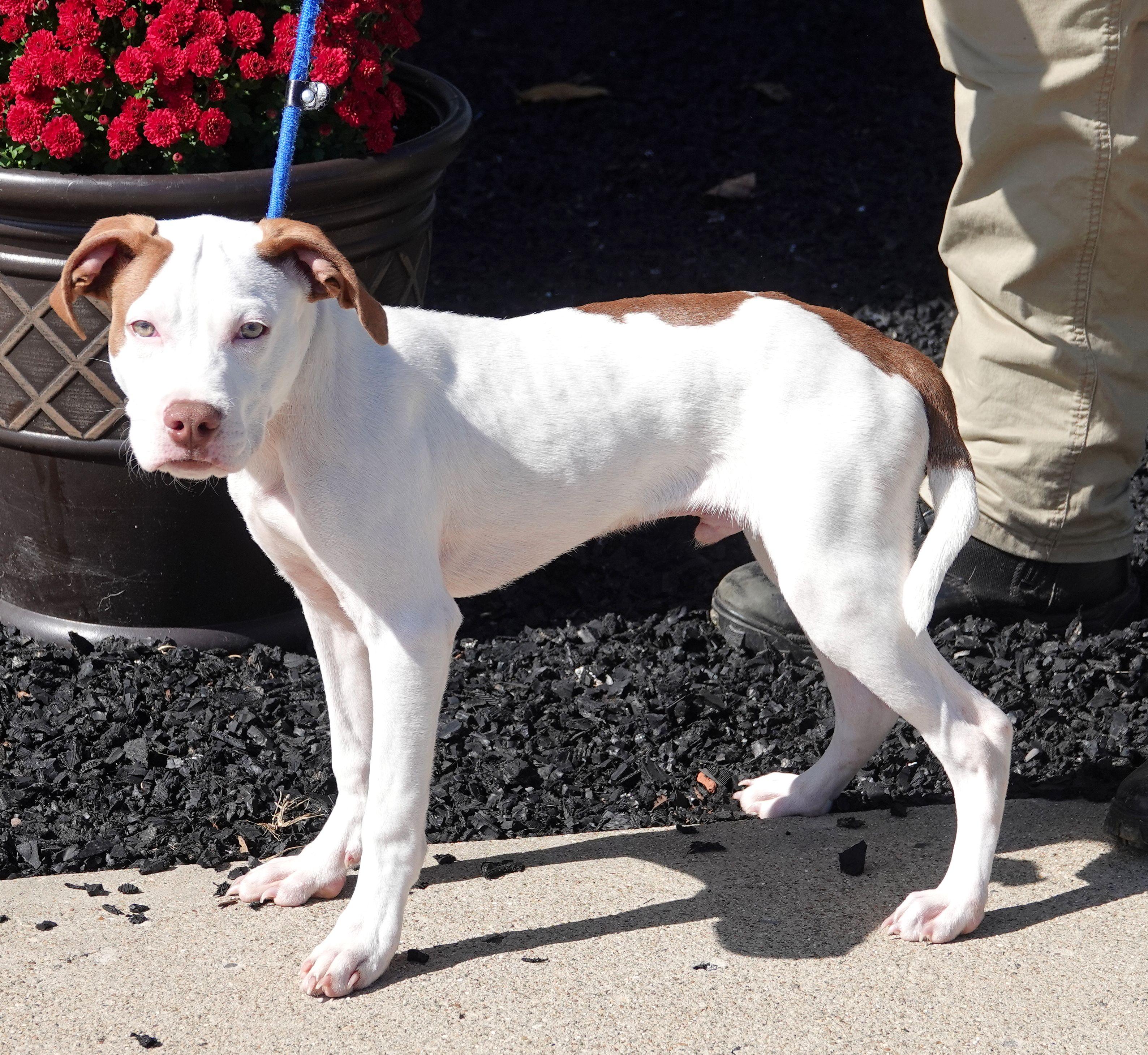 Enlarge Kink, a Adoptable mixed breed in Millfield, OH image 2/3