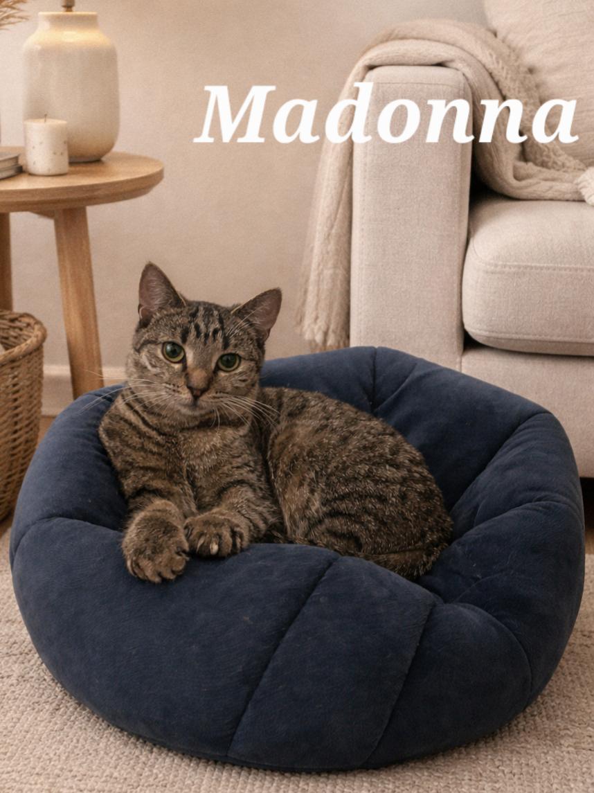 Madonna, Adoptable, Young Female Tabby.