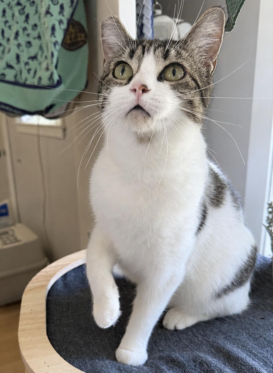 Enlarge Sadie Jade, a Adoptable Domestic Short Hair in Redwood City, CA image 3/6