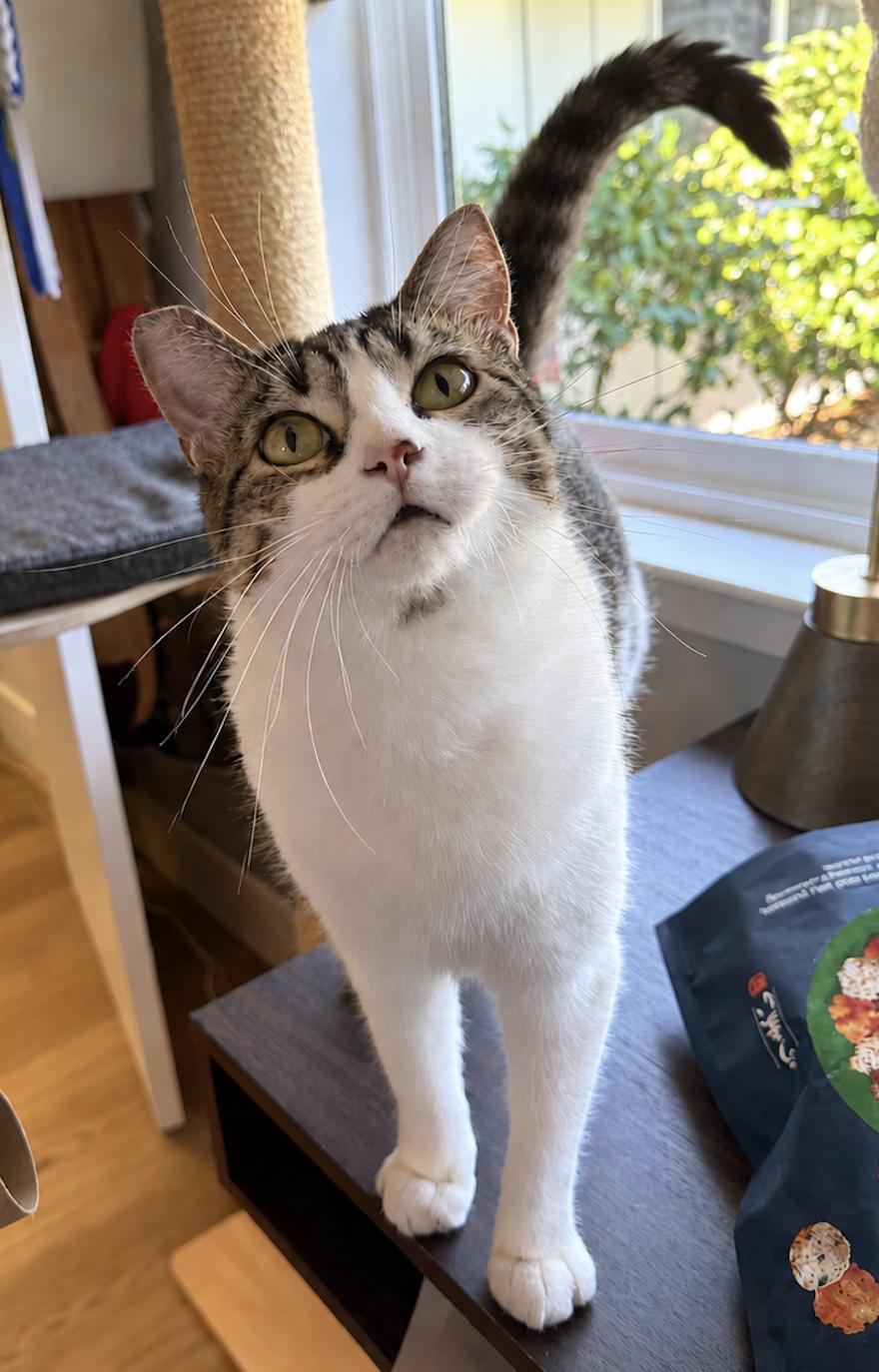 Enlarge Sadie Jade, a Adoptable Domestic Short Hair in Redwood City, CA image 5/6