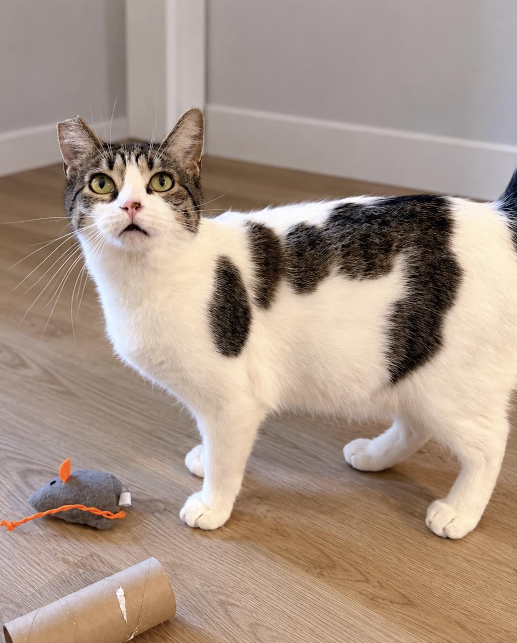 Sadie Jade, Adoptable, Young Female Domestic Short Hair.
