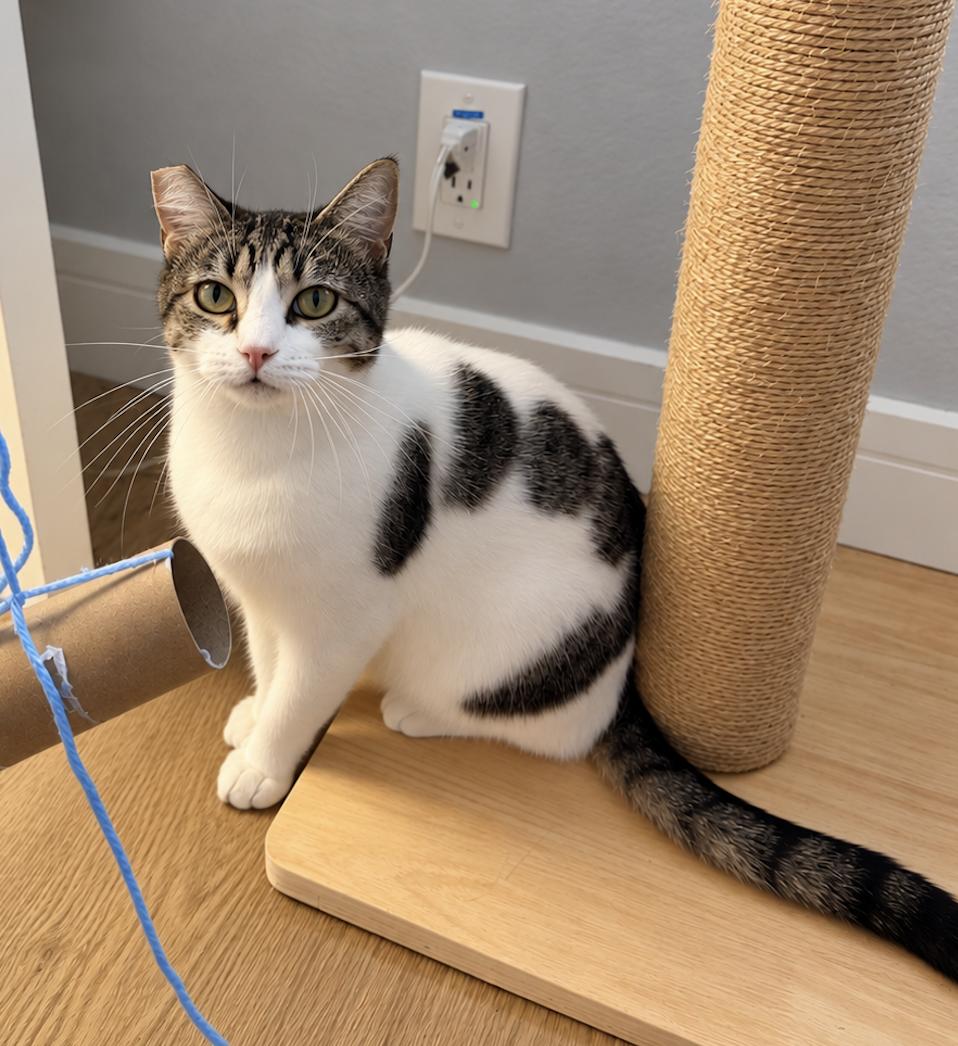 Enlarge Sadie Jade, a Adoptable Domestic Short Hair in Redwood City, CA image 4/6