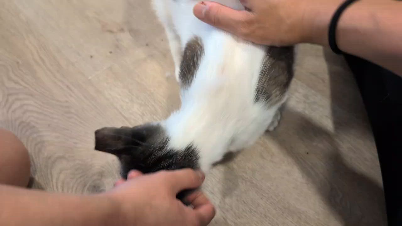 Enlarge Sadie Jade, a Adoptable Domestic Short Hair in Redwood City, CA video 6/6