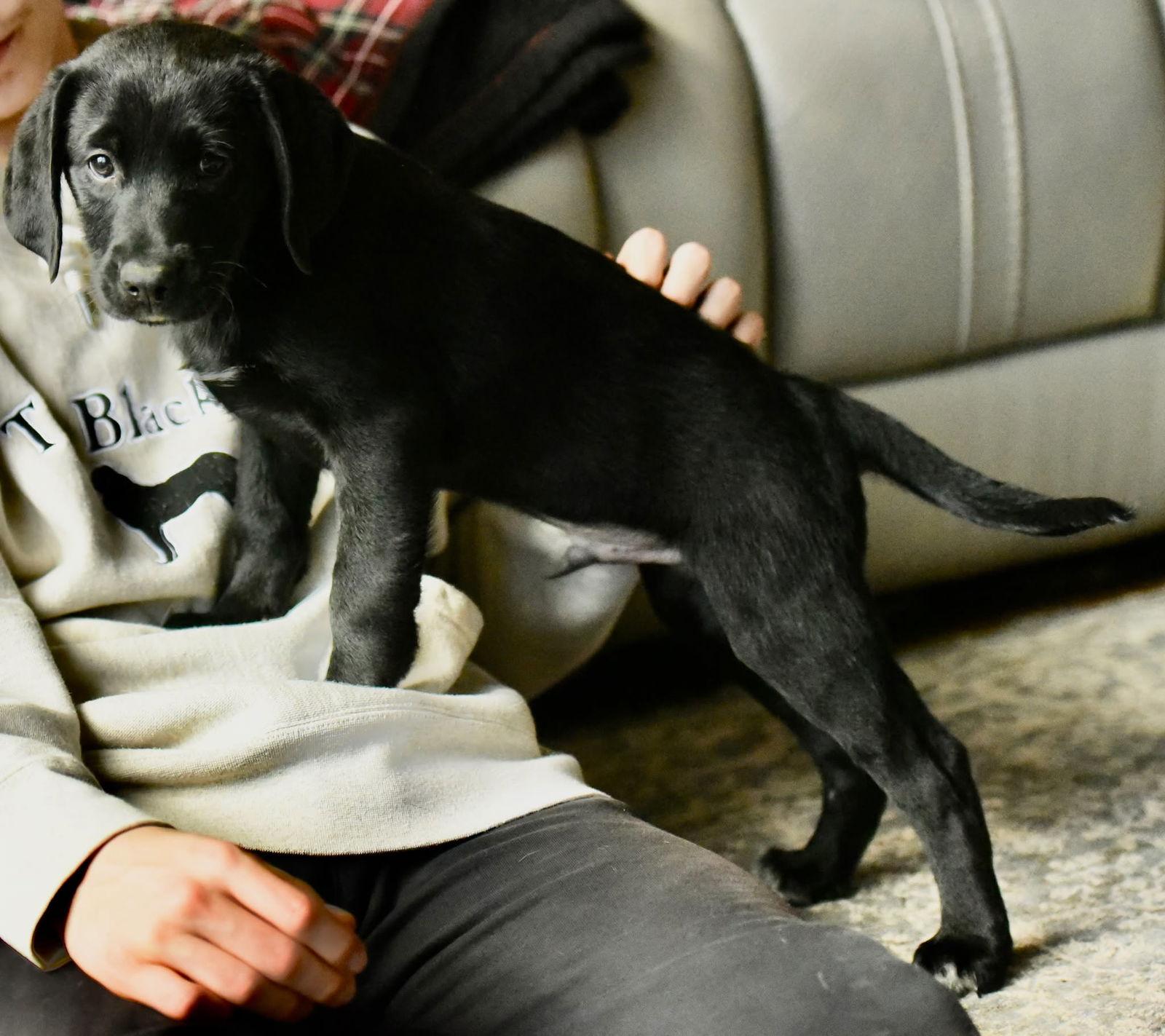 Calvin, Adopted, Puppy Male Labrador Retriever & Poodle.