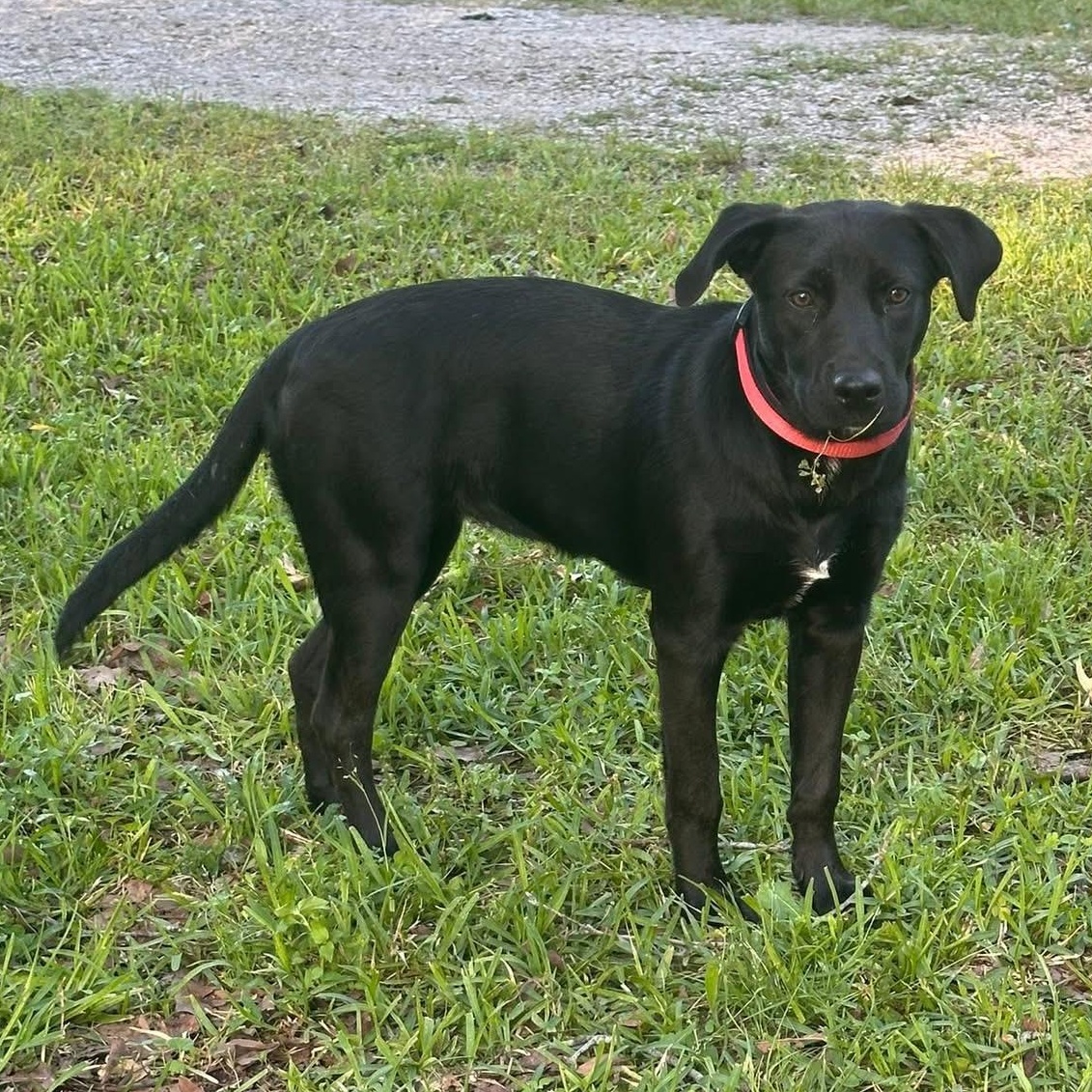 COCO NUT — thumbnail 3