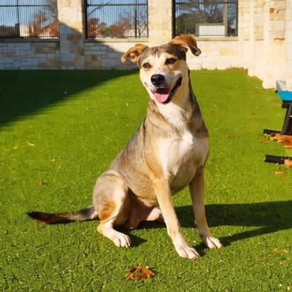Tannenbaum, Adoptable, Adult Male Carolina Dog & Mixed Breed.