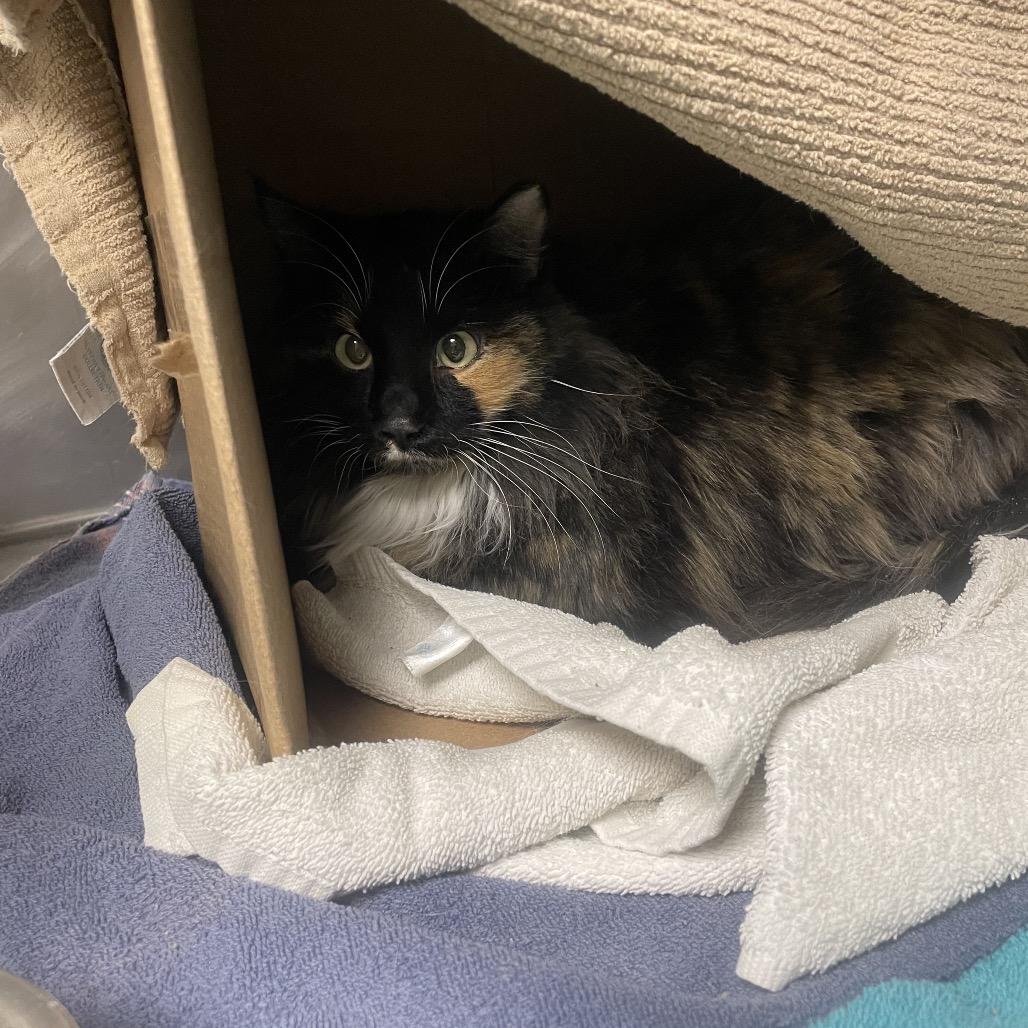 Beauty, Adoptable, Adult Female Domestic Long Hair.