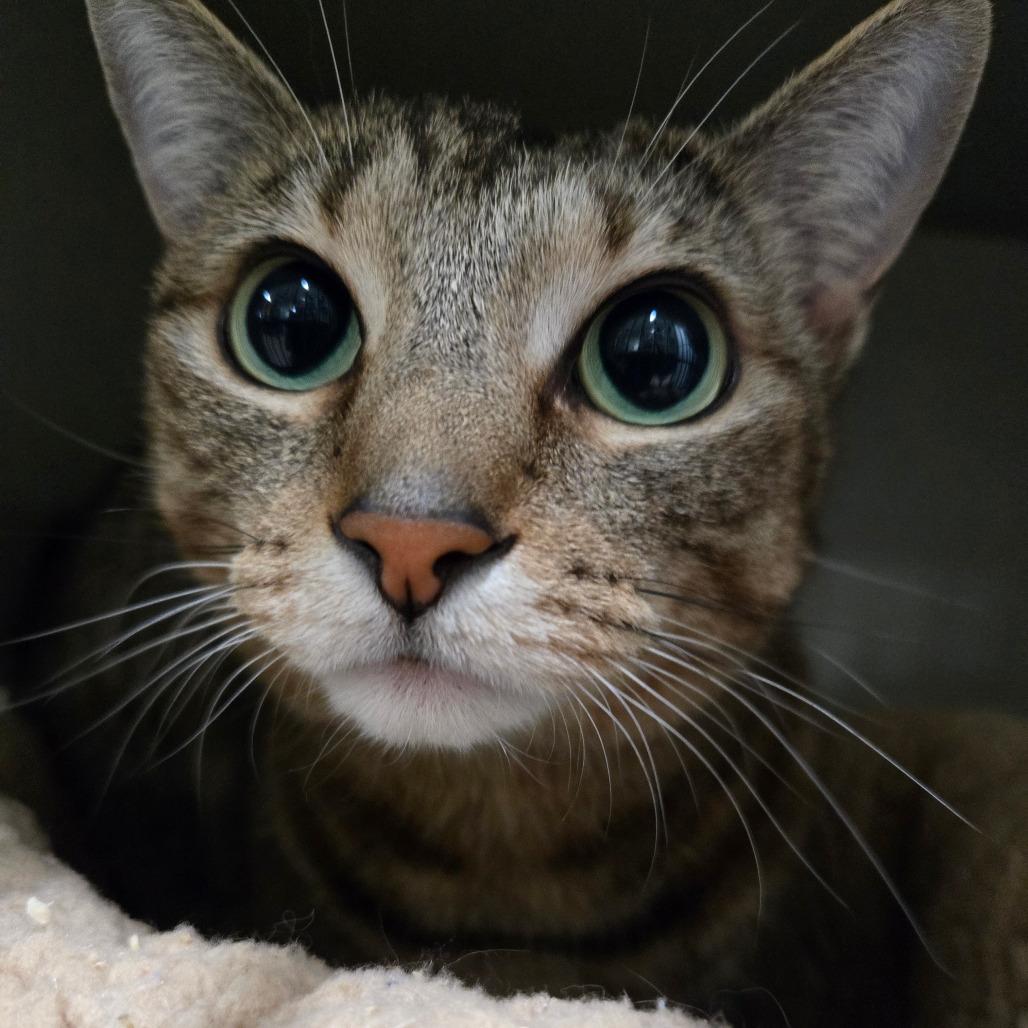 Enlarge Luna, a ADOPTABLE Domestic Short Hair in Nampa, ID image 1/1