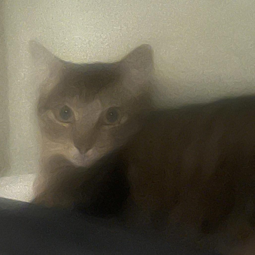 Luna, ADOPTABLE, Adult Female Domestic Short Hair.