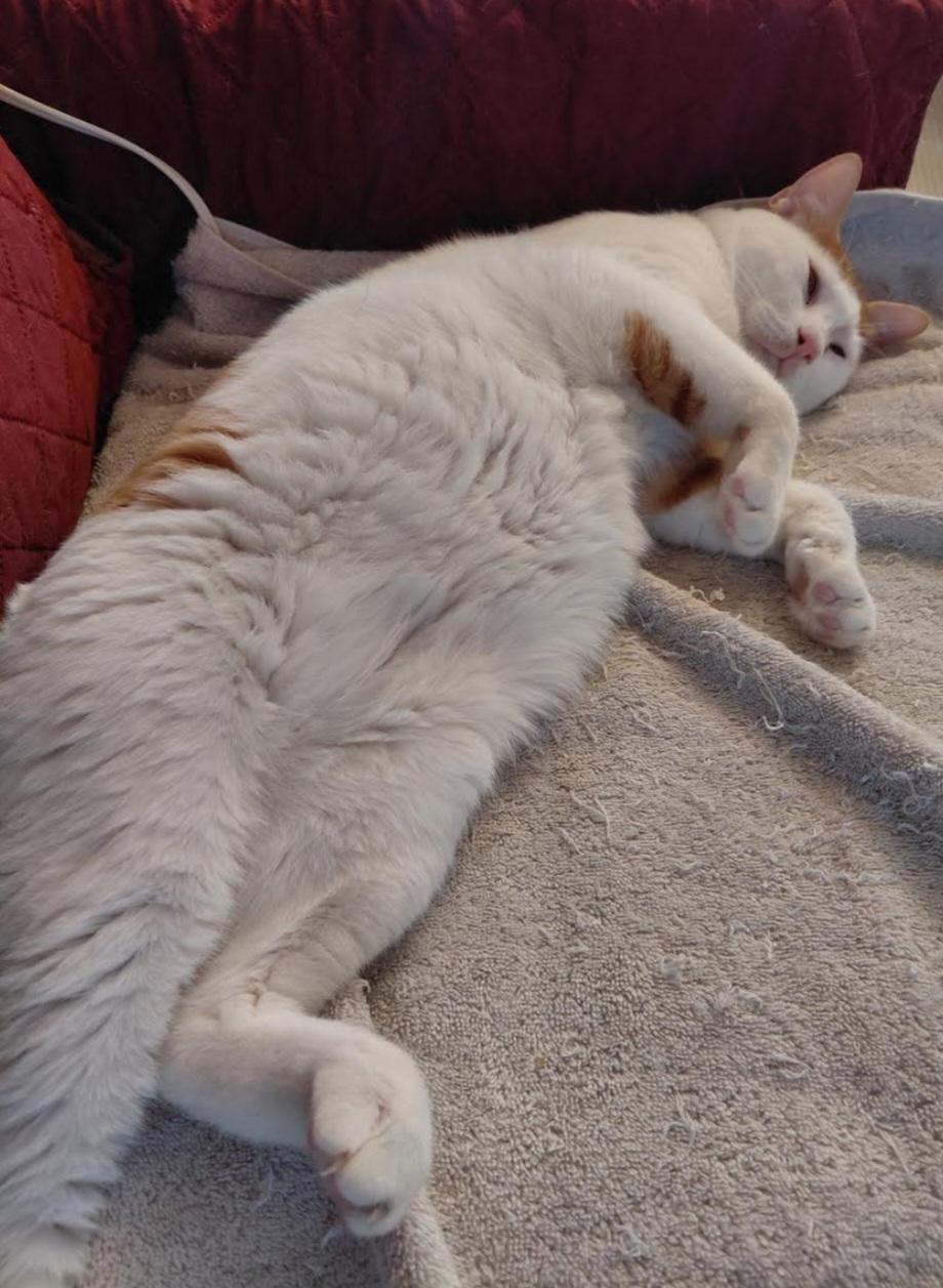 Enlarge Ziko, a ADOPTABLE Domestic Short Hair in Pittsburgh, PA image 4/6