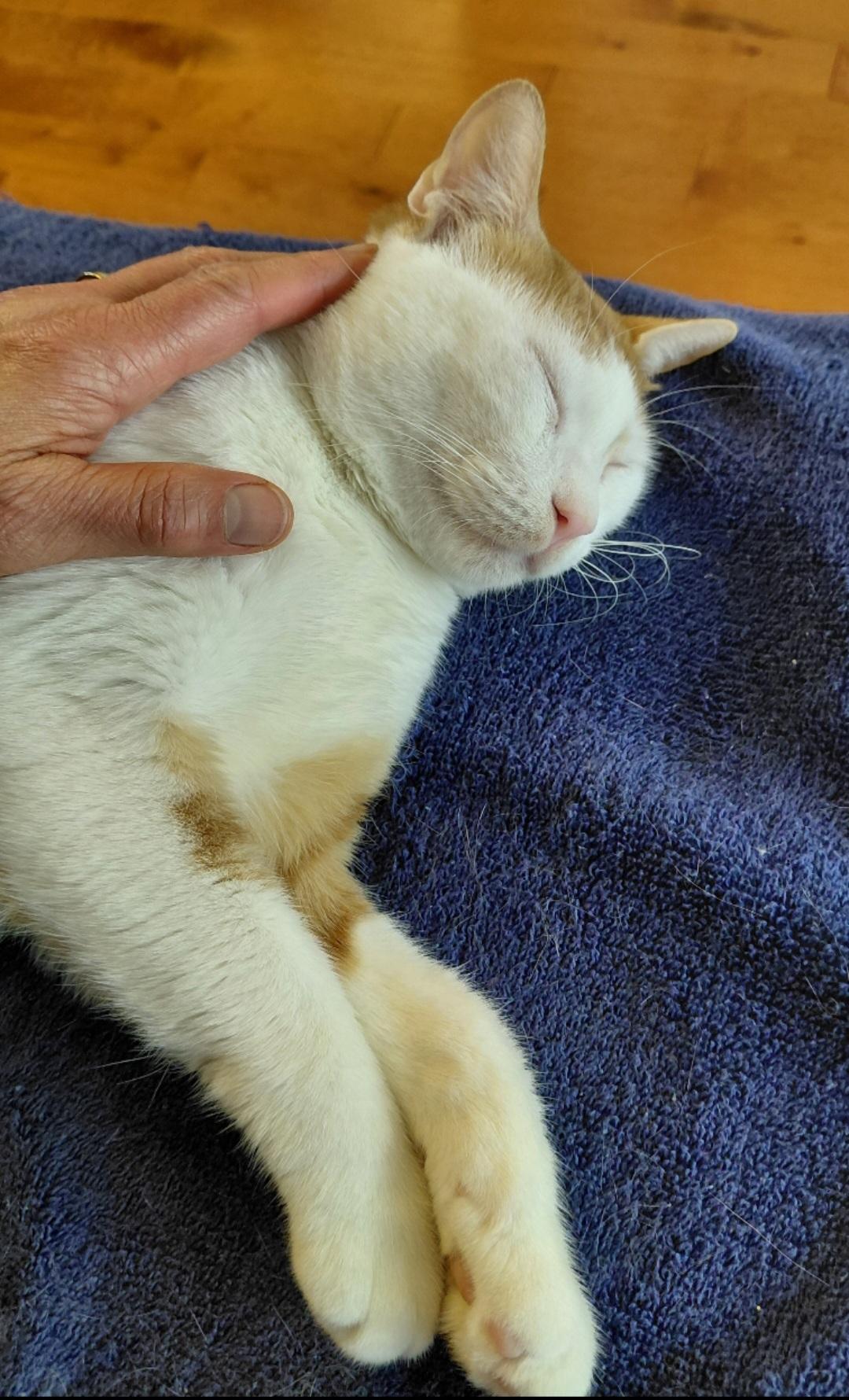 Enlarge Ziko, a ADOPTABLE Domestic Short Hair in Pittsburgh, PA image 6/6