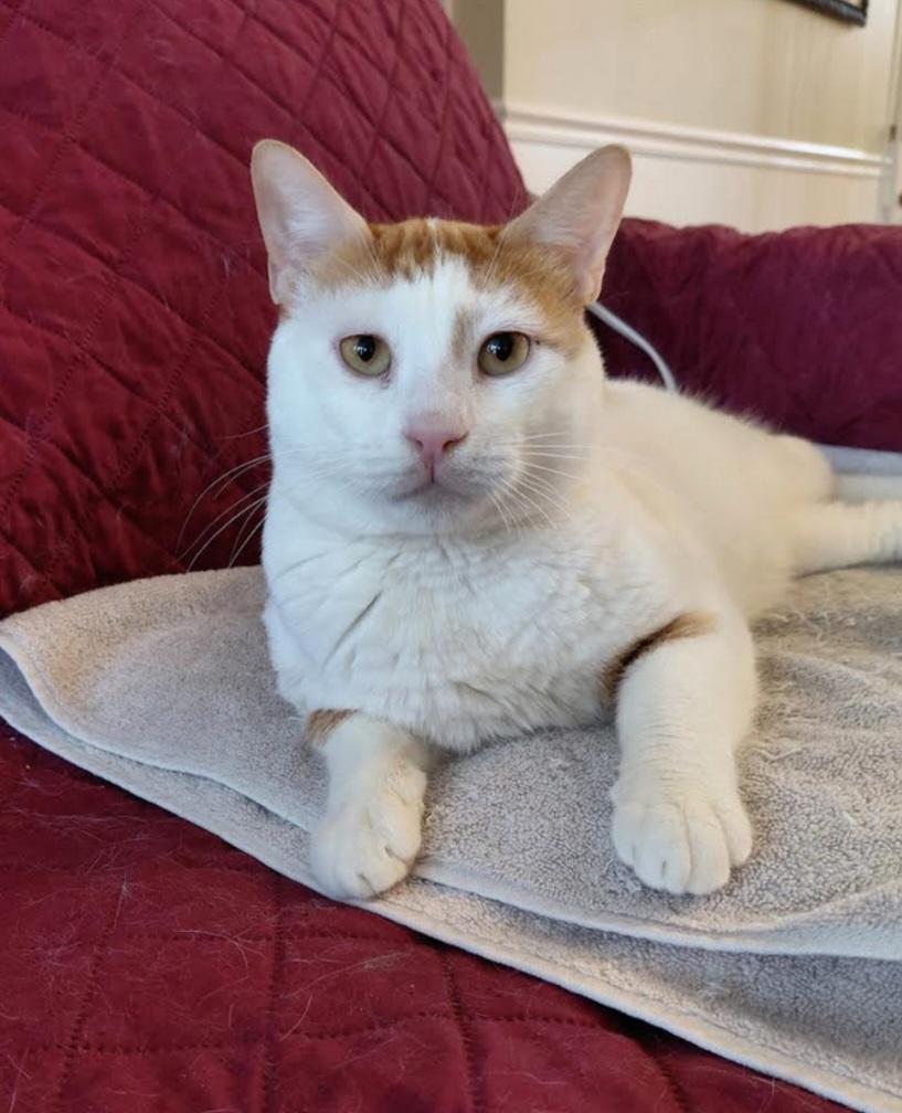 Enlarge Ziko, a ADOPTABLE Domestic Short Hair in Pittsburgh, PA image 2/6