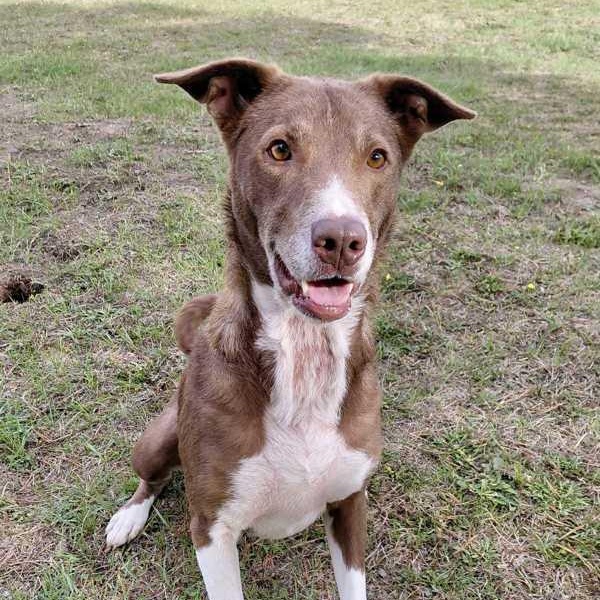 Enlarge Buddy, a Adoptable mixed breed in McMinnville, OR image 1/4