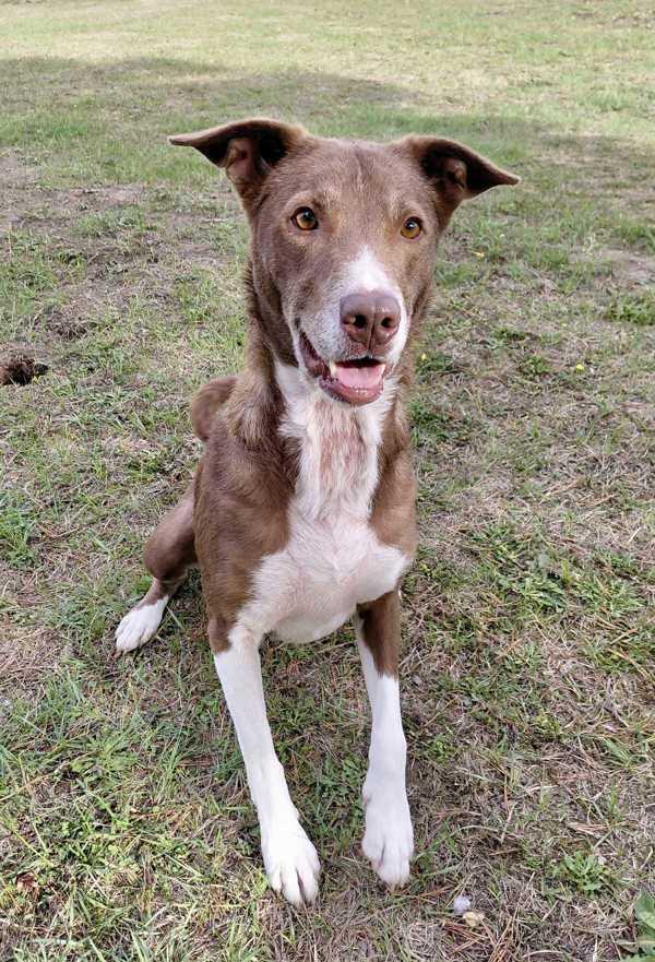 Buddy, a Adoptable mixed breed in McMinnville, OR image 4/4