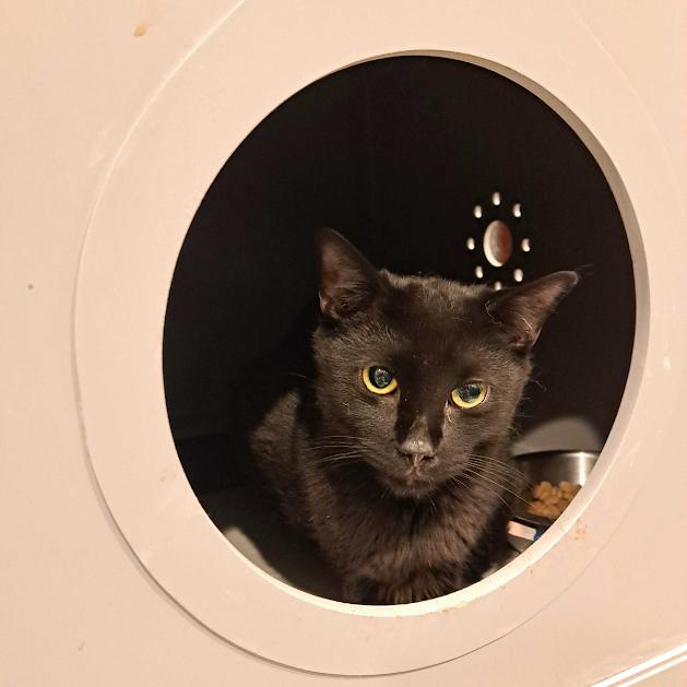 Enlarge Pepper, a Adoptable Domestic Short Hair in Alexandria, VA image 2/2