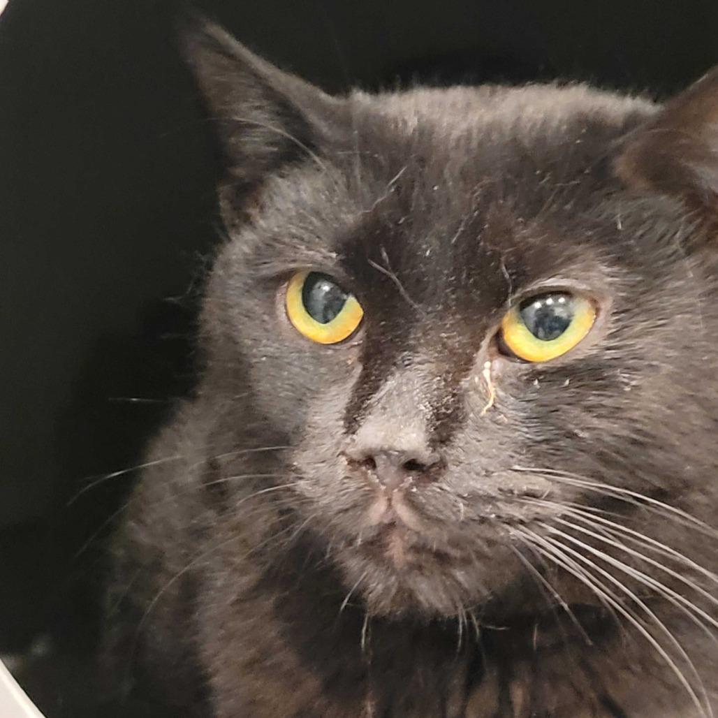 Pepper, a Adoptable Domestic Short Hair in Alexandria, VA image 2/2