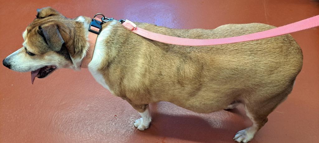 Enlarge Ginger, a Adoptable mixed breed in Douglasville, GA image 1/4