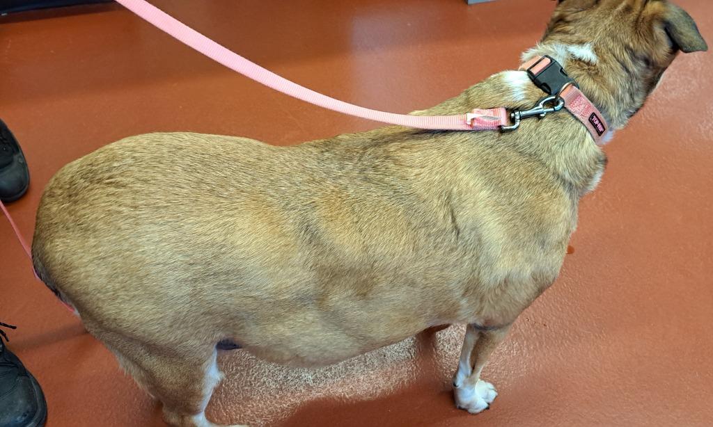 Enlarge Ginger, a Adoptable mixed breed in Douglasville, GA image 2/4