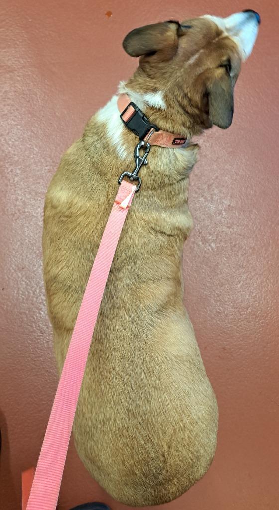 Enlarge Ginger, a Adoptable mixed breed in Douglasville, GA image 3/4