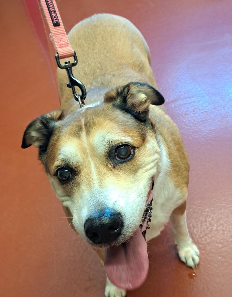 Enlarge Ginger, a Adoptable mixed breed in Douglasville, GA image 2/4