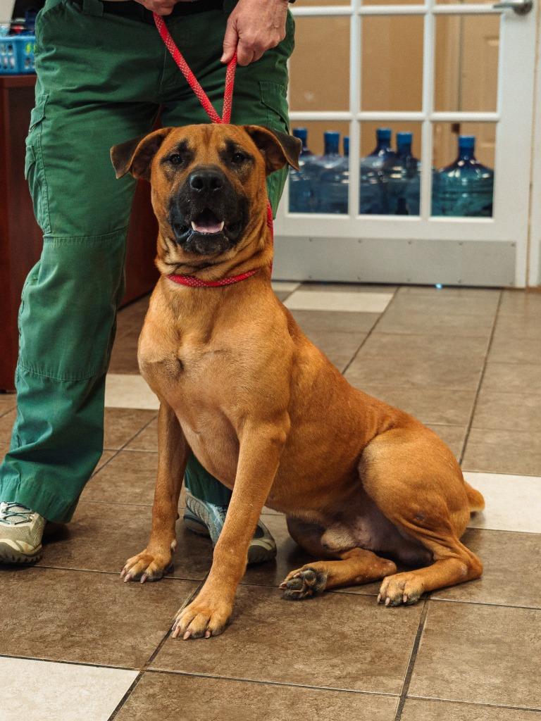 Mo(was Donatello), Adoptable, Young Male Terrier.