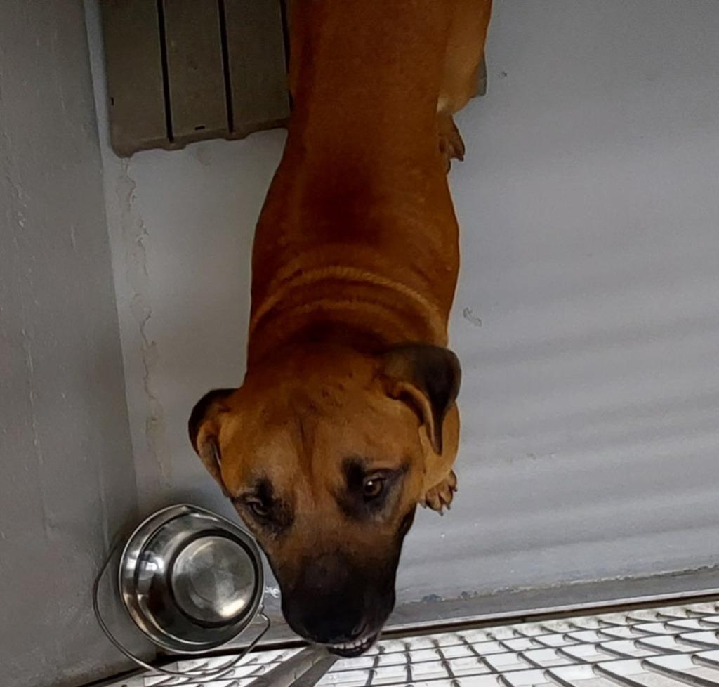 Enlarge Mo(was Donatello), a Adoptable mixed breed in Mocksville, NC image 2/5
