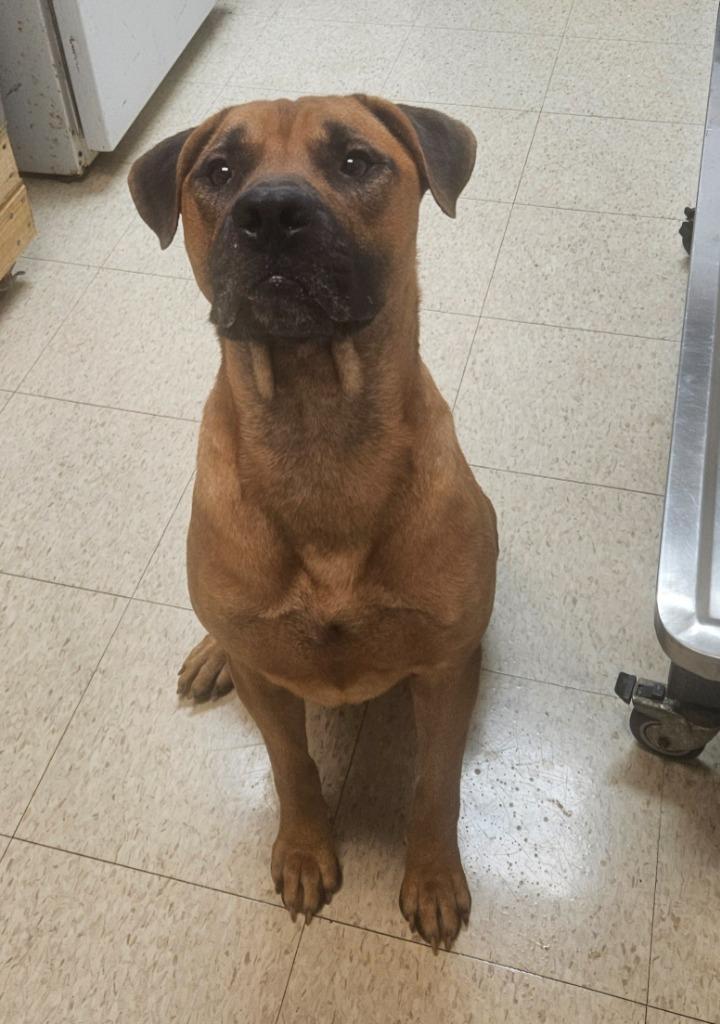 Enlarge Mo(was Donatello), a Adoptable mixed breed in Mocksville, NC image 3/5