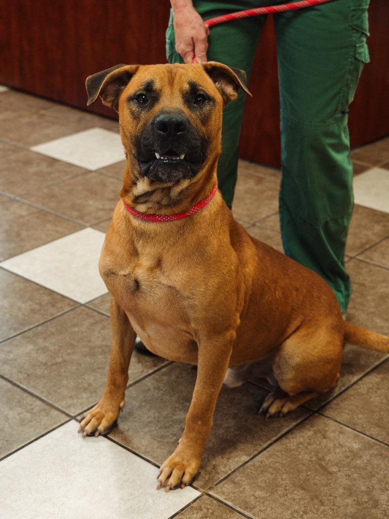 Enlarge Mo(was Donatello), a Adoptable mixed breed in Mocksville, NC image 4/5